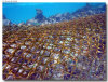 isole maldive foto muretti informazioni consigli utili moofushi resort isola di moofushi atollo di ari sud con il gruppo di viaggio tuttomaldive nel luglio 2006 by Gabriela&Bruno utenti forum maldive Salomee e Gavriela uNachum