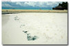 isole maldive foto muretti informazioni consigli utili moofushi resort isola di moofushi atollo di ari sud con il gruppo di viaggio tuttomaldive nel luglio 2006 by Gabriela&Bruno utenti forum maldive Salomee e Gavriela uNachum