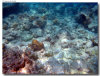 isole maldive foto sub e snorkelling informazioni consigli utili moofushi resort isola di moofushi atollo di ari sud con il gruppo di viaggio tuttomaldive nel luglio 2006 by Gabriela&Bruno utenti forum maldive Salomee e Gavriela uNachum