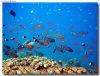 isole maldive foto sub e snorkelling informazioni consigli utili moofushi resort isola di moofushi atollo di ari sud con il gruppo di viaggio tuttomaldive nel luglio 2006 by Gabriela&Bruno utenti forum maldive Salomee e Gavriela uNachum