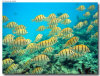 isole maldive foto sub e snorkelling informazioni consigli utili moofushi resort isola di moofushi atollo di ari sud con il gruppo di viaggio tuttomaldive nel luglio 2006 by Gabriela&Bruno utenti forum maldive Salomee e Gavriela uNachum