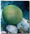 isole maldive foto sub e snorkelling informazioni consigli utili moofushi resort isola di moofushi atollo di ari sud con il gruppo di viaggio tuttomaldive nel luglio 2006 by Gabriela&Bruno utenti forum maldive Salomee e Gavriela uNachum