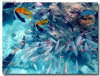 isole maldive foto sub e snorkelling informazioni consigli utili moofushi resort isola di moofushi atollo di ari sud con il gruppo di viaggio tuttomaldive nel luglio 2006 by Gabriela&Bruno utenti forum maldive Salomee e Gavriela uNachum