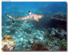 isole maldive foto sub e snorkelling informazioni consigli utili moofushi resort isola di moofushi atollo di ari sud con il gruppo di viaggio tuttomaldive nel luglio 2006 by Gabriela&Bruno utenti forum maldive Salomee e Gavriela uNachum