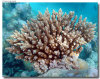 isole maldive foto sub e snorkelling informazioni consigli utili moofushi resort isola di moofushi atollo di ari sud con il gruppo di viaggio tuttomaldive nel luglio 2006 by Gabriela&Bruno utenti forum maldive Salomee e Gavriela uNachum