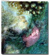 isole maldive foto sub e snorkelling informazioni consigli utili moofushi resort isola di moofushi atollo di ari sud con il gruppo di viaggio tuttomaldive nel luglio 2006 by Gabriela&Bruno utenti forum maldive Salomee e Gavriela uNachum