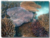 isole maldive foto sub e snorkelling informazioni consigli utili moofushi resort isola di moofushi atollo di ari sud con il gruppo di viaggio tuttomaldive nel luglio 2006 by Gabriela&Bruno utenti forum maldive Salomee e Gavriela uNachum