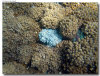 isole maldive foto sub e snorkelling informazioni consigli utili moofushi resort isola di moofushi atollo di ari sud con il gruppo di viaggio tuttomaldive nel luglio 2006 by Gabriela&Bruno utenti forum maldive Salomee e Gavriela uNachum