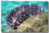 isole maldive foto sub e snorkelling informazioni consigli utili moofushi resort isola di moofushi atollo di ari sud con il gruppo di viaggio tuttomaldive nel luglio 2006 by Gabriela&Bruno utenti forum maldive Salomee e Gavriela uNachum