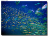 isole maldive foto sub e snorkelling informazioni consigli utili moofushi resort isola di moofushi atollo di ari sud con il gruppo di viaggio tuttomaldive nel luglio 2006 by Gabriela&Bruno utenti forum maldive Salomee e Gavriela uNachum