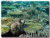 isole maldive foto escursioni kanduludu island informazioni consigli utili moofushi resort isola di moofushi atollo di ari sud con il gruppo di viaggio tuttomaldive nel luglio 2006 by Gabriela&Bruno utenti forum maldive Salomee e Gavriela uNachum