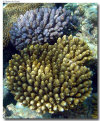 isole maldive foto escursioni kanduludu island informazioni consigli utili moofushi resort isola di moofushi atollo di ari sud con il gruppo di viaggio tuttomaldive nel luglio 2006 by Gabriela&Bruno utenti forum maldive Salomee e Gavriela uNachum