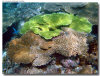 isole maldive foto escursioni kanduludu island informazioni consigli utili moofushi resort isola di moofushi atollo di ari sud con il gruppo di viaggio tuttomaldive nel luglio 2006 by Gabriela&Bruno utenti forum maldive Salomee e Gavriela uNachum