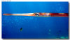 isole maldive foto escursioni kanduludu island informazioni consigli utili moofushi resort isola di moofushi atollo di ari sud con il gruppo di viaggio tuttomaldive nel luglio 2006 by Gabriela&Bruno utenti forum maldive Salomee e Gavriela uNachum