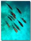 isole maldive foto escursioni kanduludu island informazioni consigli utili moofushi resort isola di moofushi atollo di ari sud con il gruppo di viaggio tuttomaldive nel luglio 2006 by Gabriela&Bruno utenti forum maldive Salomee e Gavriela uNachum