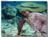 isole maldive foto escursioni kanduludu island informazioni consigli utili moofushi resort isola di moofushi atollo di ari sud con il gruppo di viaggio tuttomaldive nel luglio 2006 by Gabriela&Bruno utenti forum maldive Salomee e Gavriela uNachum