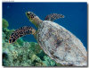 isole maldive foto escursioni kanduludu island informazioni consigli utili moofushi resort isola di moofushi atollo di ari sud con il gruppo di viaggio tuttomaldive nel luglio 2006 by Gabriela&Bruno utenti forum maldive Salomee e Gavriela uNachum