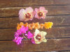 fiori.jpg (54578 byte)