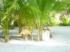 isole maldive foto gallery informazioni consigli utili moofushi resort isola di moofushi atollo di ari sud by scirio ottobre 2005
