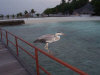 nika island resort isole maldive foto photo informazioni isola di kudafolhudhoo atollo di ari nord settembre 2005 by Obi Max&Laura di www.tuttomaldive.it