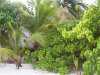 nika island resort isole maldive foto photo informazioni isola di kudafolhudhoo atollo di ari nord settembre 2005 by Obi Max&Laura di www.tuttomaldive.it