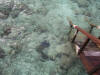 nika island resort isole maldive camere fotografie photo informazioni isola di kudafolhudhoo atollo di ari nord luglio 2006 by Obi Max&Laura di www.tuttomaldive.it