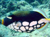 nika island resort isole maldive foto photo informazioni isola di kudafolhudhoo atollo di ari nord luglio 2006 by Obi Max&Laura di www.tuttomaldive.it