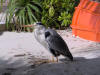 nika island resort isole maldive fotografie varie informazioni isola di kudafolhudhoo atollo di ari nord luglio 2006 by Obi Max&Laura di www.tuttomaldive.it