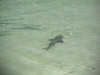 isole maldive foto photo informazioni consigli utili isole maldive olhuveli resort isola di olhuveli atollo di male sud by Valeria&Daniele novembre 2004