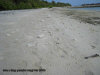 paradise  island  spiaggia 7 zona 4 isole maldive fotografie video informazioni notizie paradise island resort isola di lankanfinolhu atollo di male nord by Anacleto (utente forum maldive anacleto)