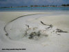 paradise  island  scarico in laguna - zona 6 isole maldive fotografie video informazioni notizie paradise island resort isola di lankanfinolhu atollo di male nord by Anacleto (utente forum maldive anacleto)