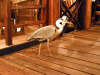 isole maldive foto photo informazioni consigli utili ranveli resort isola di viligilivaru atollo di ari sud by Sara&Manilo ottobre 2004