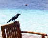 isole maldive foto photo informazioni consigli utili ranveli resort isola di viligilivaru atollo di ari sud by Patrizia Emilio marzo 2005