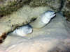isole maldive foto photo informazioni consigli utili ranveli resort isola di viligilivaru atollo di ari sud by Patrizia Emilio marzo 2005