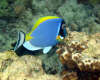 isole maldive foto photo informazioni consigli utili ranveli resort isola di viligilivaru atollo di ari sud by Patrizia Emilio marzo 2005