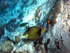 isole maldive foto photo informazioni consigli utili ranveli resort isola di viligilivaru atollo di ari sud by Patrizia Emilio marzo 2005