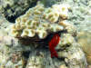 isole maldive foto photo informazioni consigli utili ranveli resort isola di viligilivaru atollo di ari sud by Patrizia Emilio marzo 2005