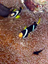 isole maldive foto photo informazioni consigli utili ranveli resort isola di viligilivaru atollo di ari sud by Patrizia Emilio marzo 2005