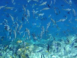 isole maldive fotografie video photo informazioni consigli utili ranveli village resort isola di viligilivaru atollo di ari sud nel ottobre 2008 by fa.marti utente forum maldive fa.marti