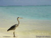isole maldive fotografie video informazioni rihiveli beach resort isola di mahaana elhi huraa atollo di mal� sud agosto 2008 by Antonella