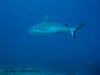 crociera maldive sharifa boat isole maldive fotografie video informazioni notizie MY sharifa by Blue Tribe crociera alle maldive sharifa nel febbraio 2009 by Lazzaro (utente forum maldive lazzaro)