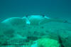 crociera maldive sharifa boat isole maldive fotografie video informazioni notizie MY sharifa by Blue Tribe crociera alle maldive sharifa nel febbraio 2009 by Lazzaro (utente forum maldive lazzaro)