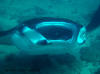 crociera maldive sharifa boat isole maldive fotografie video informazioni notizie MY sharifa by Blue Tribe crociera alle maldive sharifa nel febbraio 2009 by Lazzaro (utente forum maldive lazzaro)