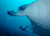 crociera maldive sharifa boat isole maldive fotografie video informazioni notizie MY sharifa by Blue Tribe crociera alle maldive sharifa nel febbraio 2009 by Lazzaro (utente forum maldive lazzaro)