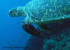 crociera maldive sharifa boat isole maldive fotografie video informazioni notizie MY sharifa by Blue Tribe crociera alle maldive sharifa nel febbraio 2009 by Lazzaro (utente forum maldive lazzaro)