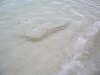 isole maldive foto photo informazioni consigli utili isole maldive taj coral reef resort isola di hembadhoo atollo di male nord by Veronica&Ivan marzo 2005