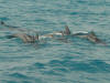 fotografie informazioni consigli utili isole maldive velidhu island resort isola di velidhoo atollo di ari nord by stefy sofia alberto luglio 2005