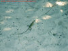 iguana.jpg (92658 byte)
