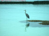 isole maldive fotografie informazioni consigli utili isole maldive velidhu island resort velidu isola di velidhoo atollo di ari nord by Tanya&C nel gennaio 2007
