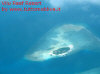 Foto 2-vilu reef vista idrovolante.jpg (38436 byte)